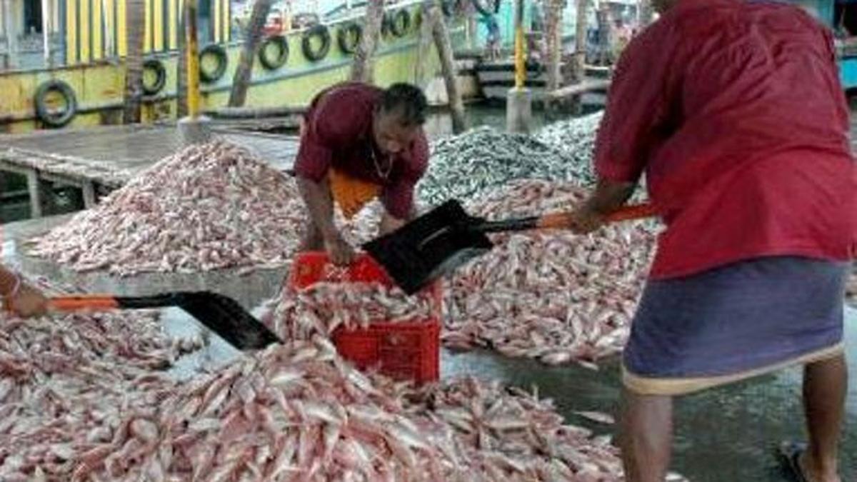 Indian scientists recycle fish scales into green energy The Hindu